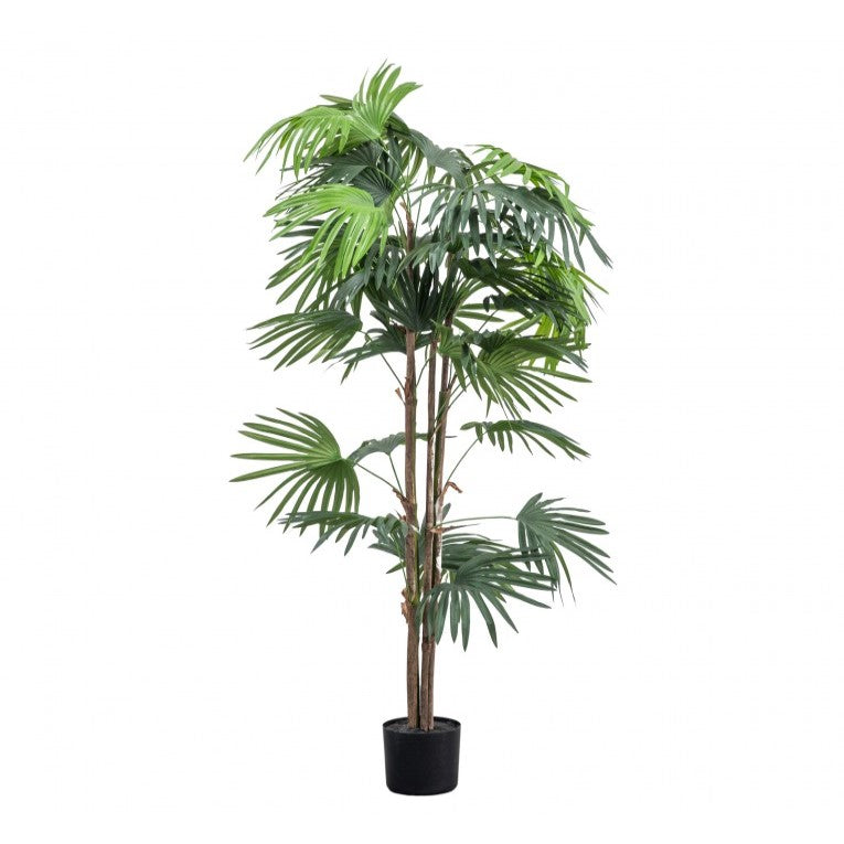 Tranquil Artificial Chinese Fan Palm Plant (Available in 2 Sizes)