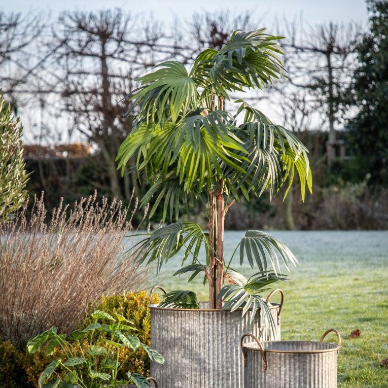 Tranquil Artificial Chinese Fan Palm Plant (Available in 2 Sizes)