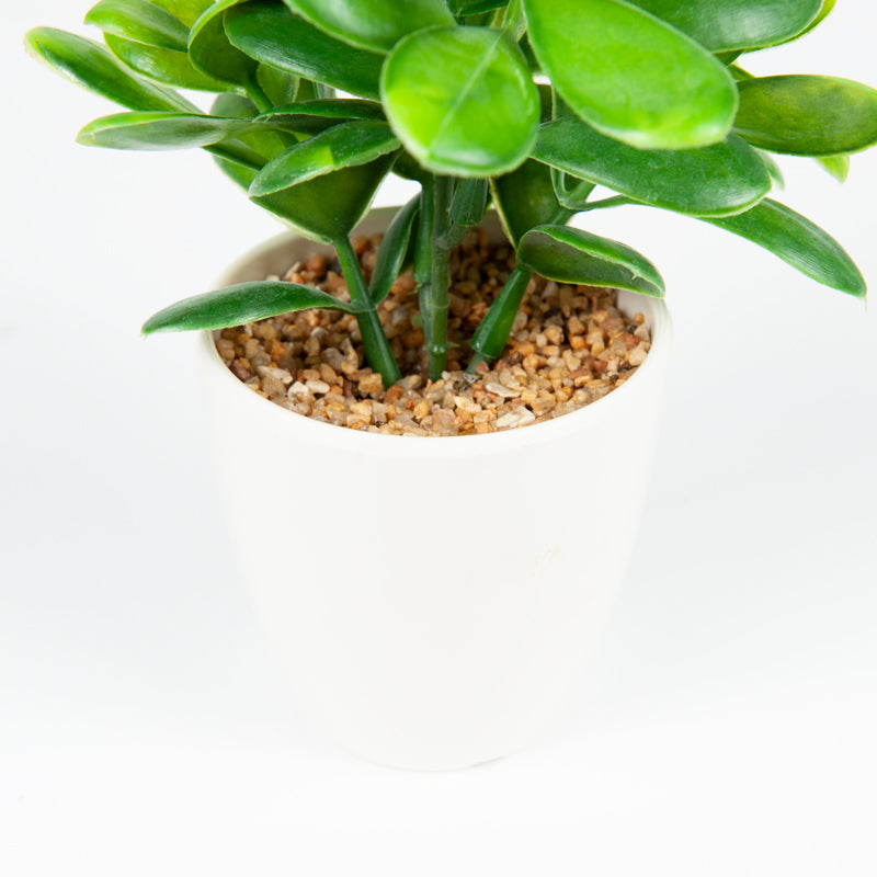 Artificial Common Boxwood Melamine Pot - 18cms