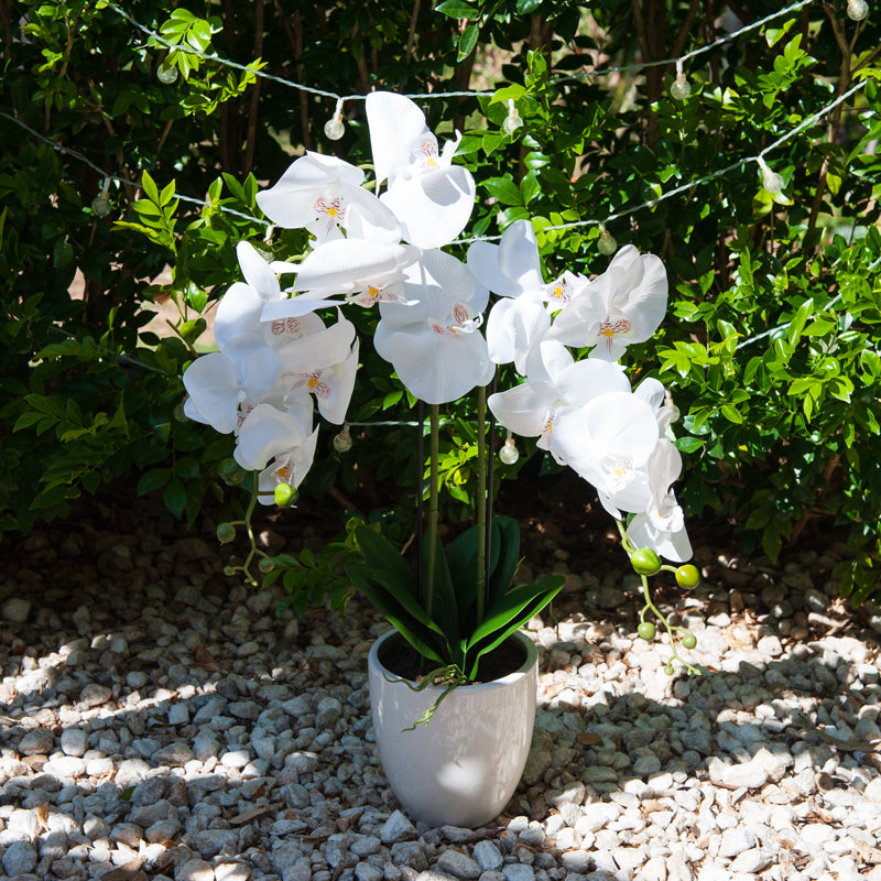 Artificial 14 Butterfly Orchid White Ceramic Pot - 71cms