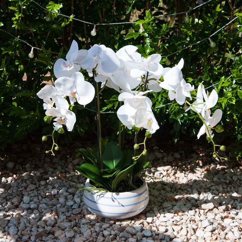 Artificial 21 Butterfly Orchid White Ceramic Pot - 64cms