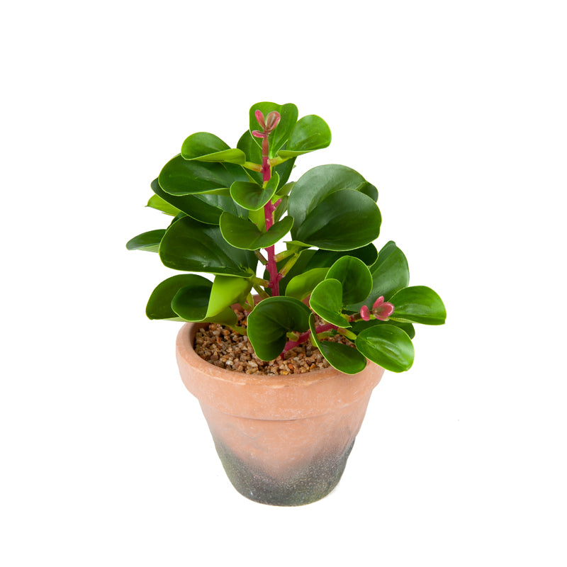 Artificial Baby Rubber Plant EVA Pot - 22cms