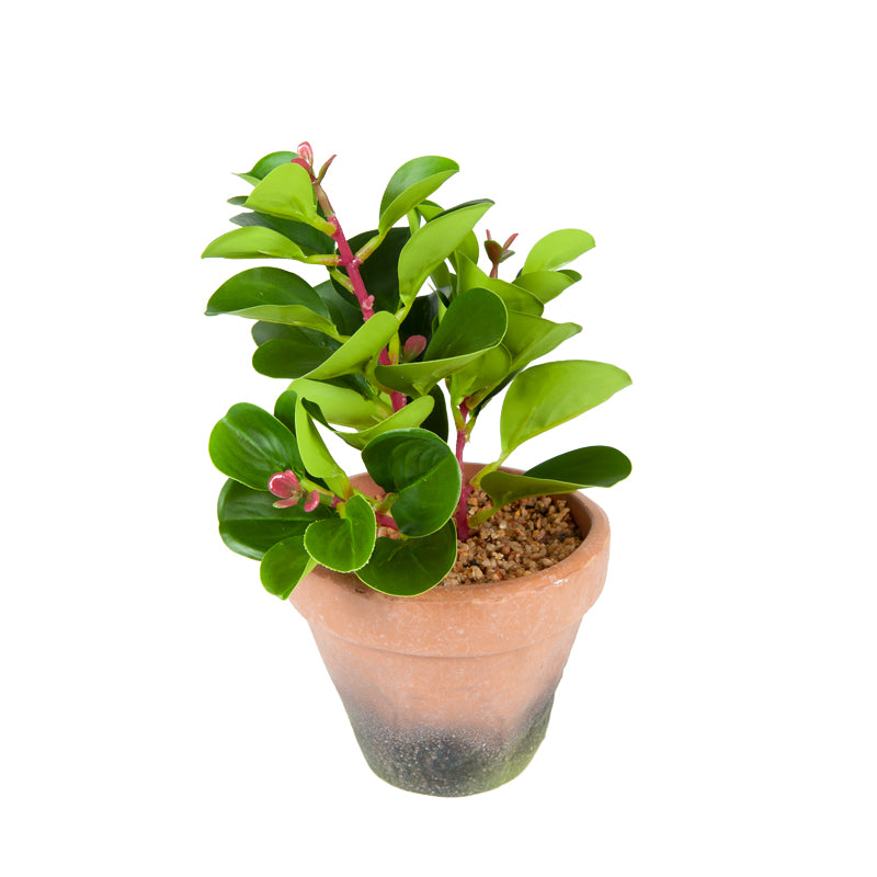 Artificial Baby Rubber Plant EVA Pot - 22cms