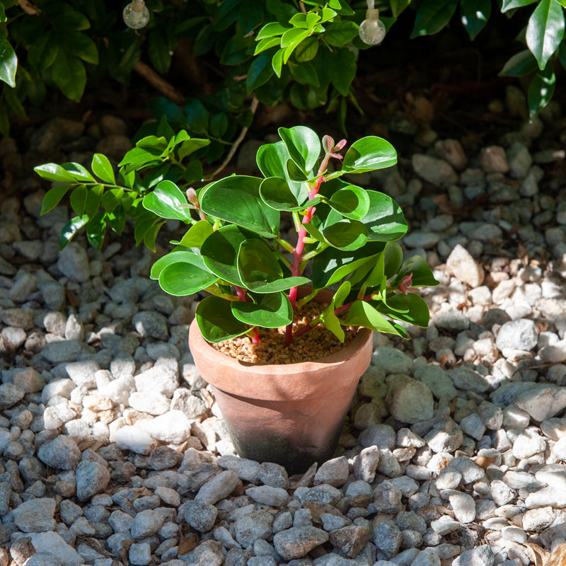 Artificial Baby Rubber Plant EVA Pot - 22cms