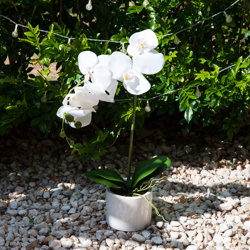 Artificial 7 Butterfly Orchid White Ceramic Pot - 56cms