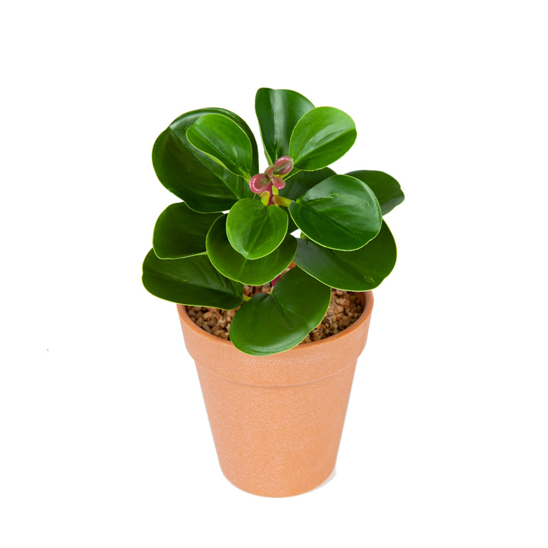 Artificial Baby Rubber Plant Plastic Pot - 22cms