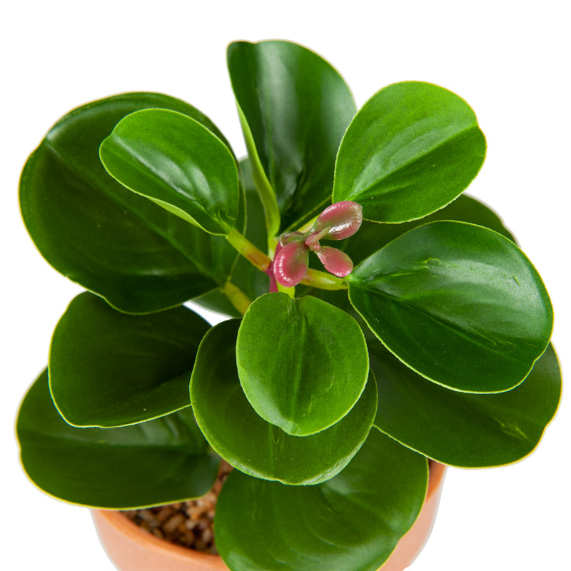 Artificial Baby Rubber Plant Plastic Pot - 22cms