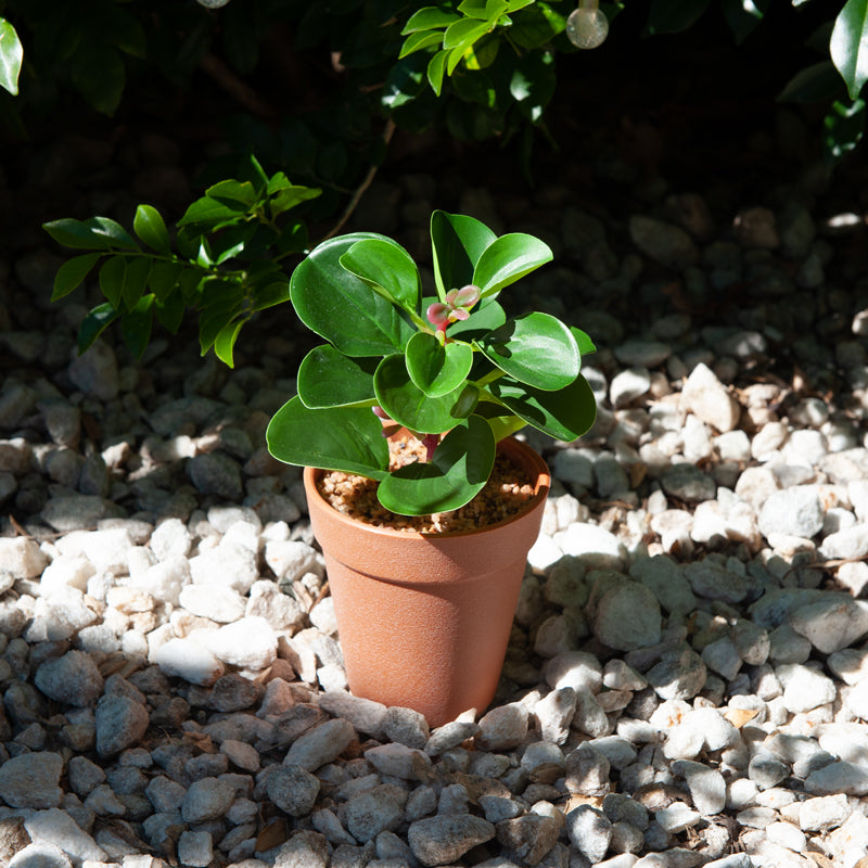 Artificial Baby Rubber Plant Plastic Pot - 22cms