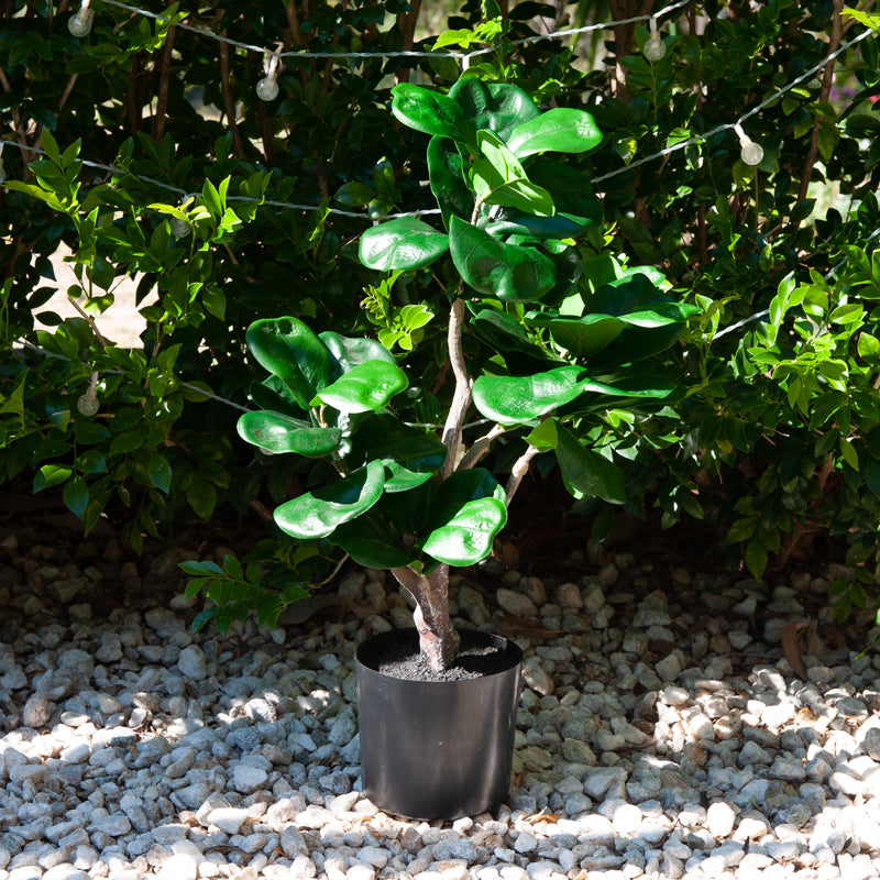 Artificial Ficus Plastic Pot - 54cms