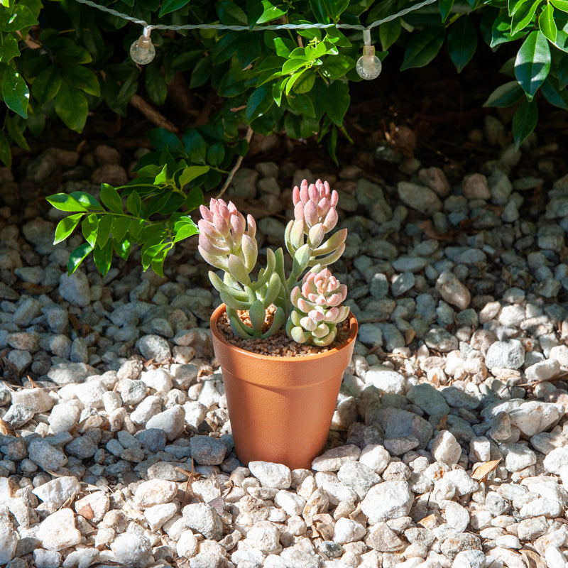 Artificial Jelly Bean Plant Plastic Pot - 21cms