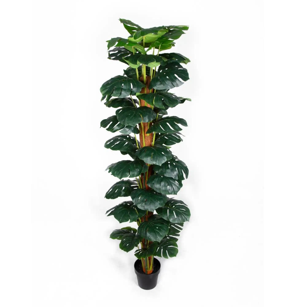 Artificial Monstera Money Plant 180cms