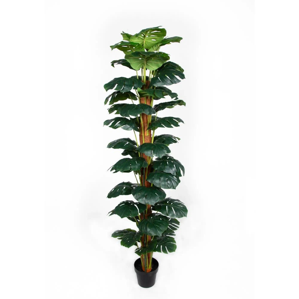 Artificial Monstera Money Plant 180cms