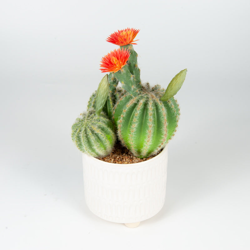 Artificial Plastic Cactus Ceramic Pot - 26cms