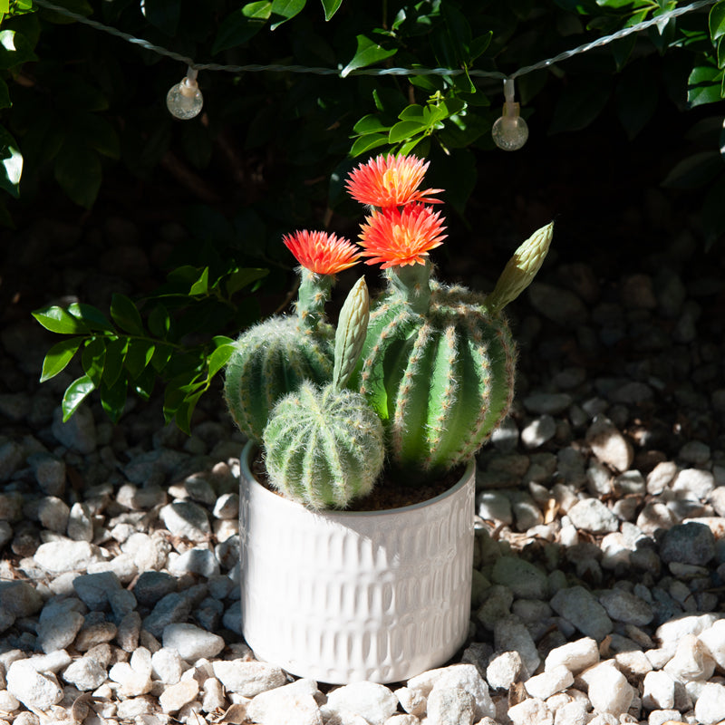 Artificial Plastic Cactus Ceramic Pot - 26cms