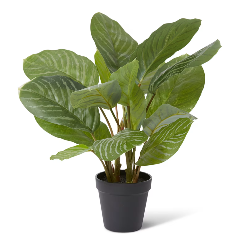 Artificial Potted Green Aglaonema Plant - 46cms