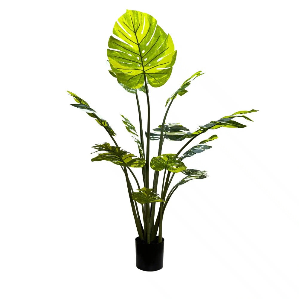 Artificial Potted Monstera Albo 150cms