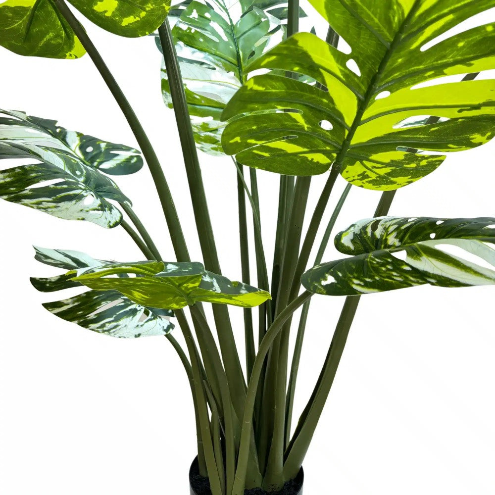 Artificial Potted Monstera Albo 150cms