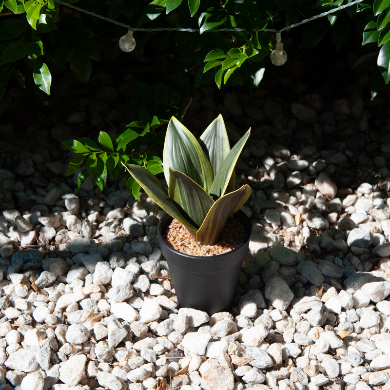 Artificial Snake Plant Plastic Pot - 20cms