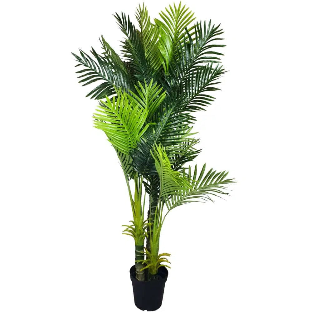 Blissful Multi Trunk Hawaii Palm 180cm