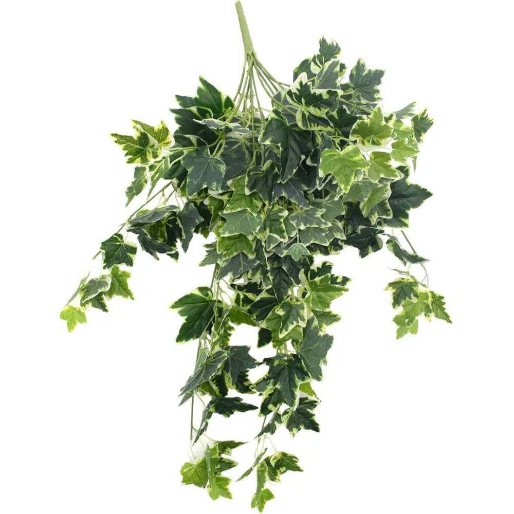 Breath Green And White Tipped Ivy Bush 100cms