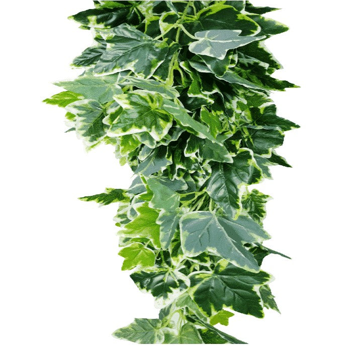 Breath Green And White Tipped Ivy Bush 100cms