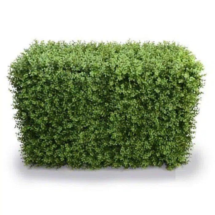 Deluxe Portable Buxus Hedge 100 x 50cms