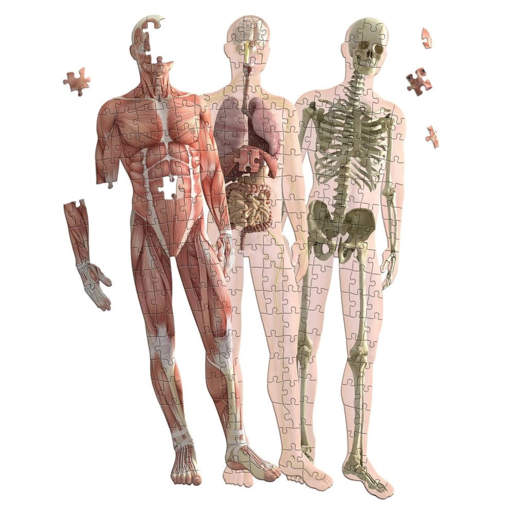 Human Anatomy 3 Layer 303 Pieces Jigsaw Puzzle