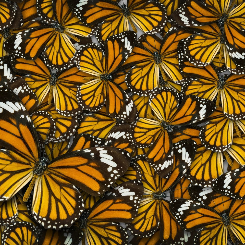 Impossibles - Natures Beauty Butterflies 1000 Pieces Jigsaw Puzzle