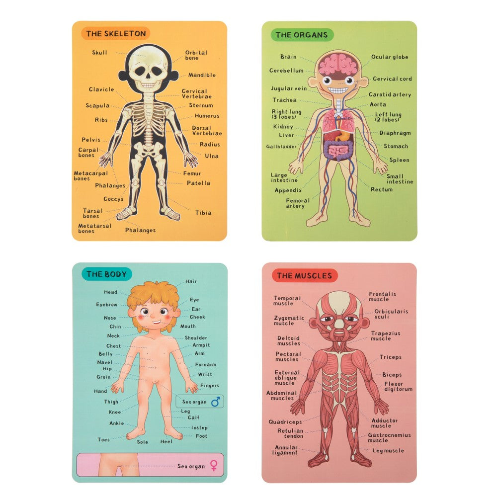 Kids Magnetic Body Chart Educational Set