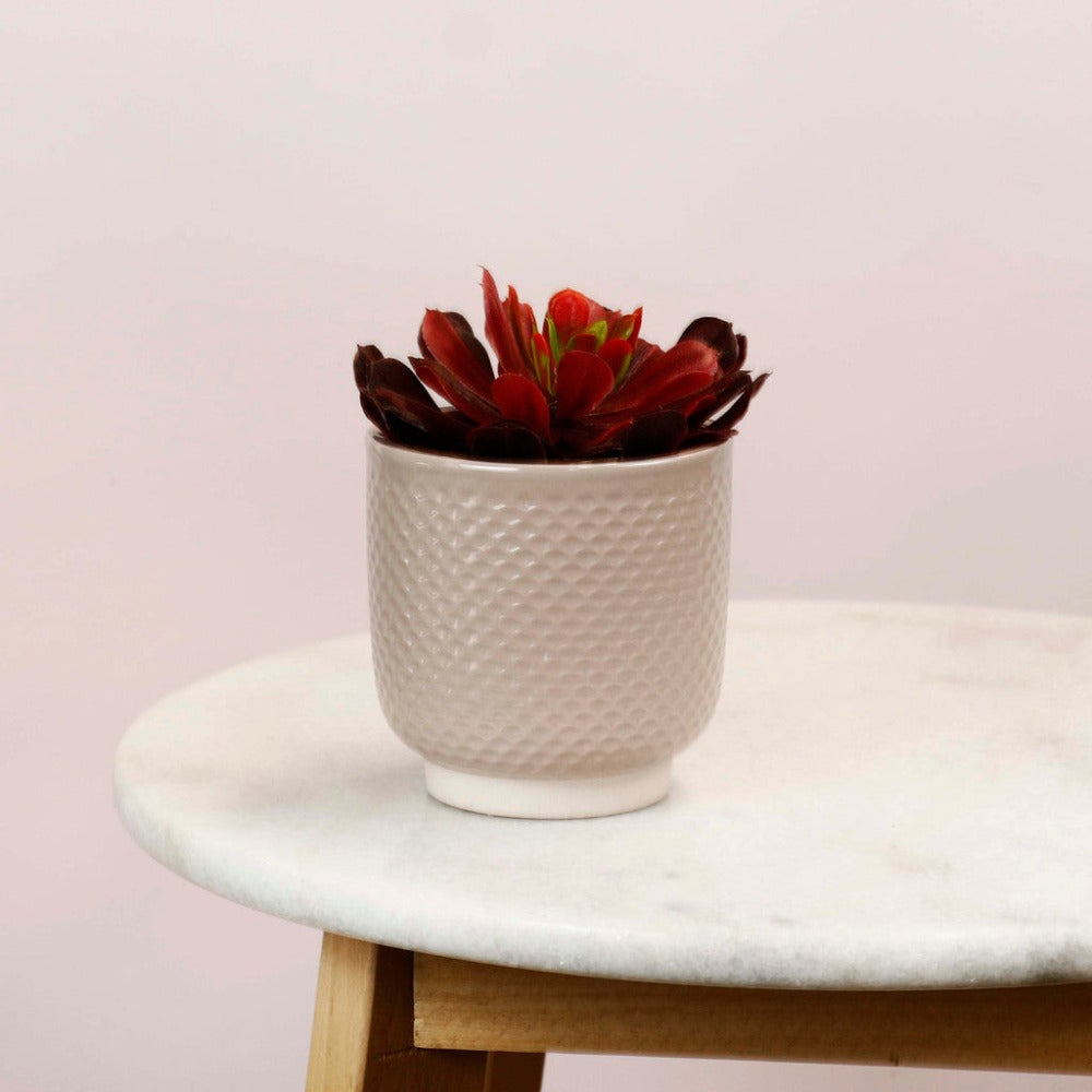 Modern Shell Cream Small Planter - Set of 6