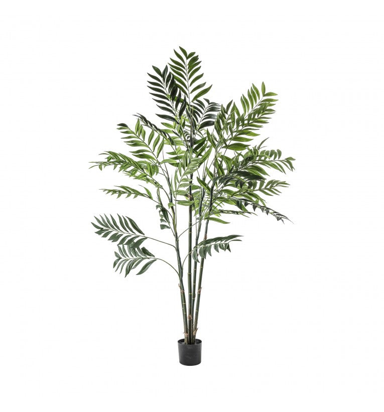 Radiant Areca Palm Tree (Available in 2 Sizes)