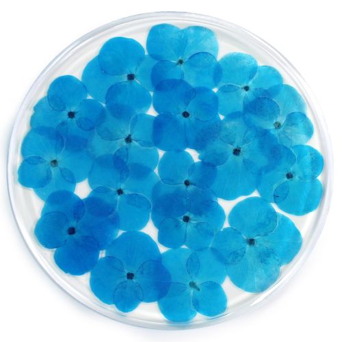 Resin Coaster Real Flower Hydrangea 10cms - Blue