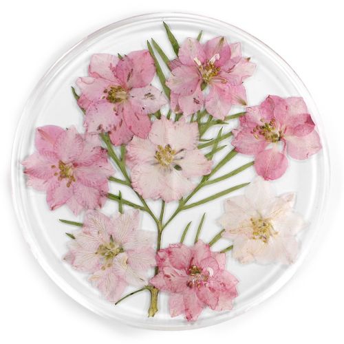 Resin Coaster Real Flower Larkspur 10cms - Pink