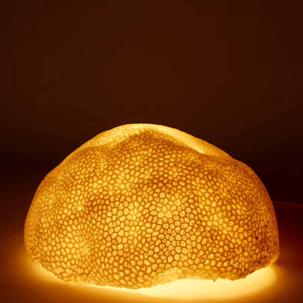 Sea Lotus White Coral Beautiful Lamp