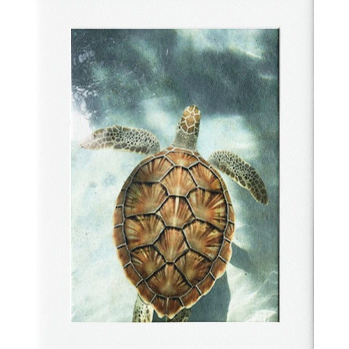 Sea Turtle Mounted Print Wall Decor - 40x50cms