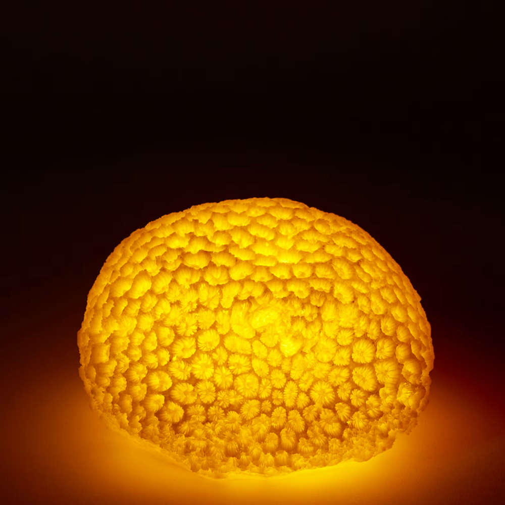 Sea Urchin Coral Night Light - 9cms