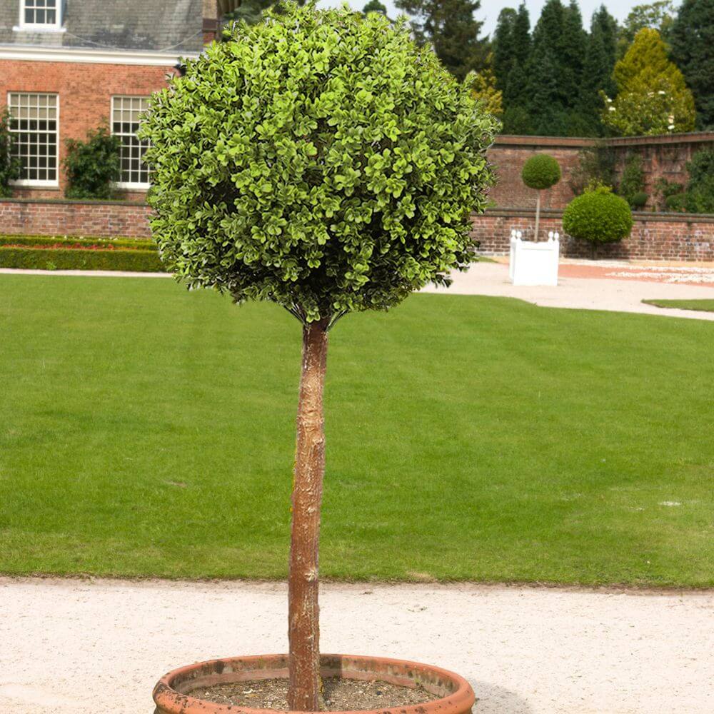 Single Ball Faux Topiary UV Resistant Tree 150cms