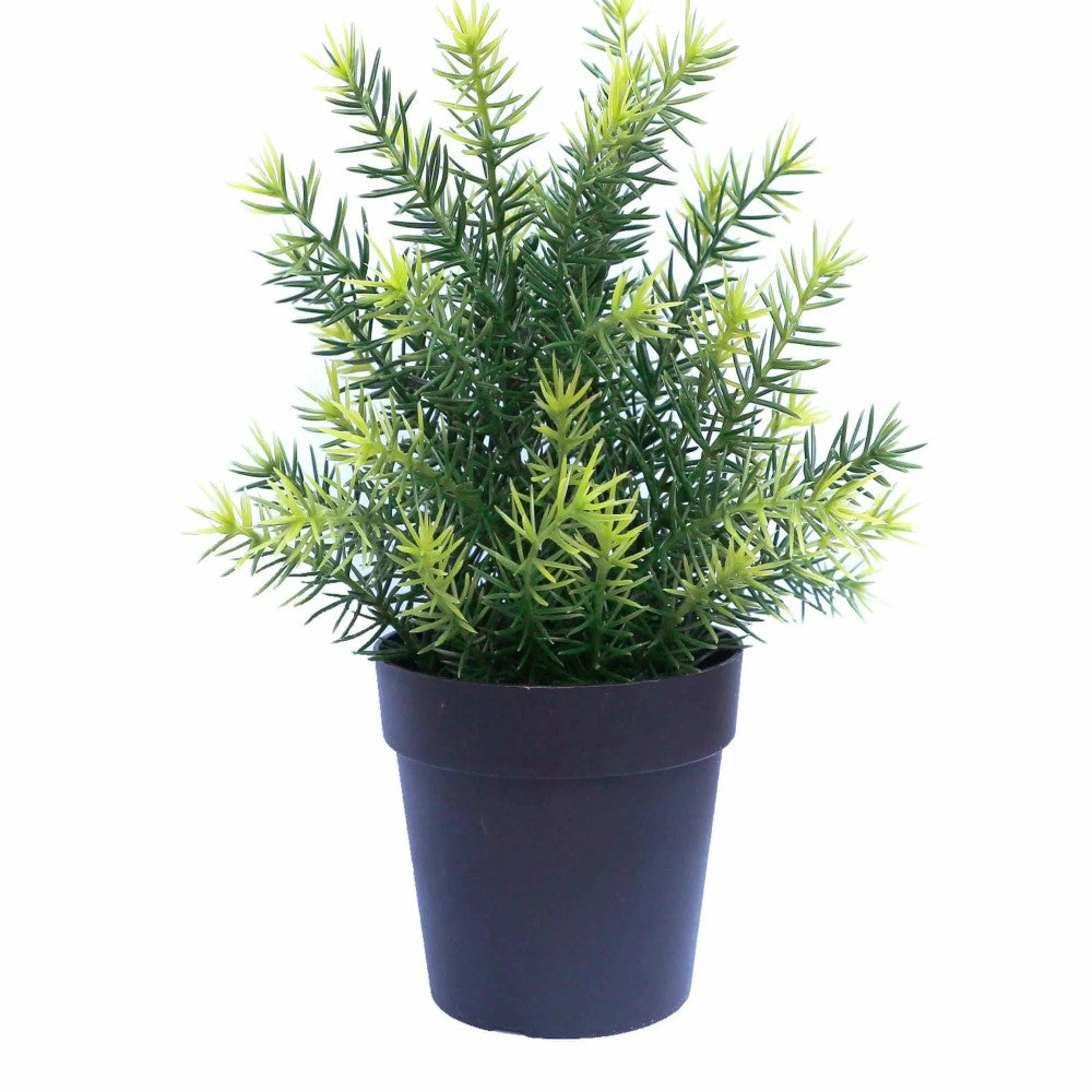 Small UV Treated Potted Plants Bundle 20cms - Set of 4