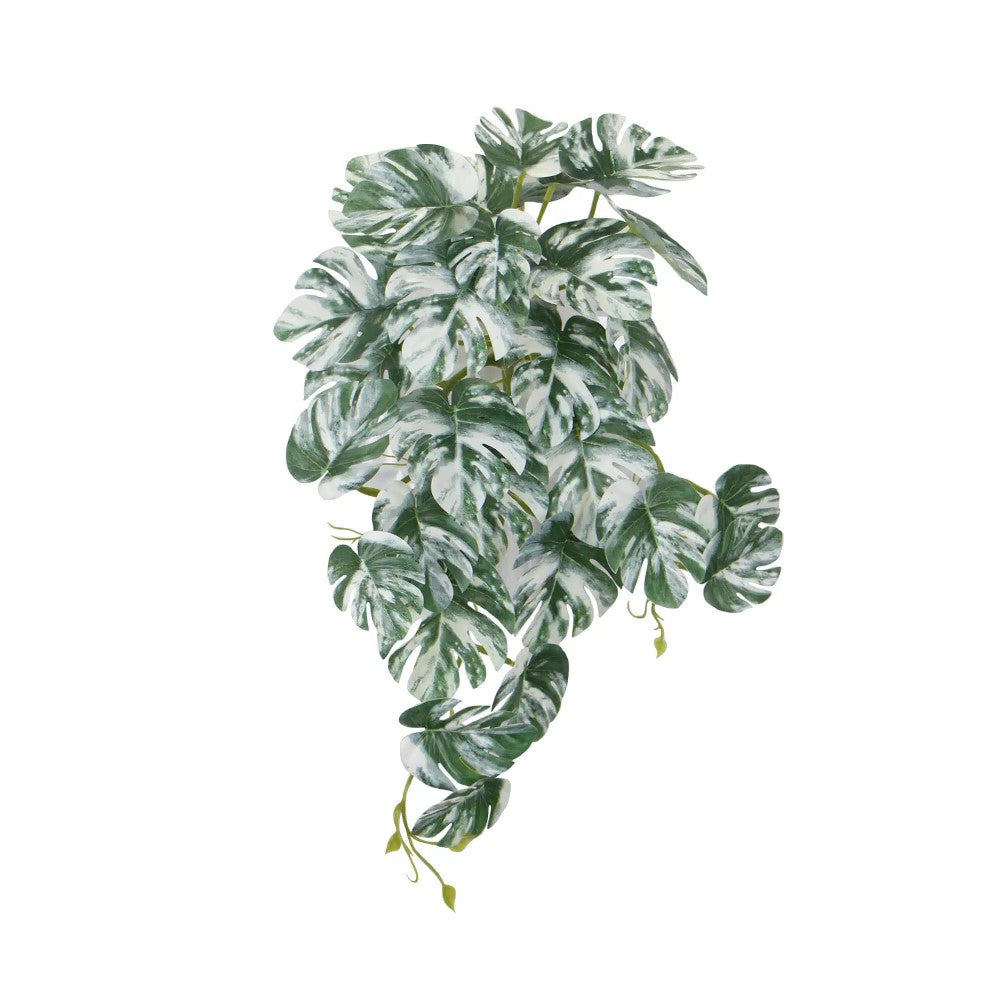 Symphony White & Green Monstera Albo Variegata 45cms