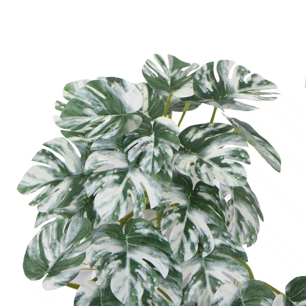 Symphony White & Green Monstera Albo Variegata 45cms