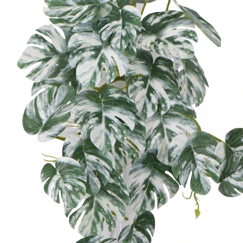 Symphony White & Green Monstera Albo Variegata 45cms