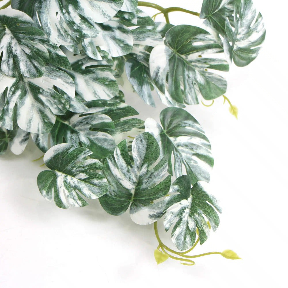 Symphony White & Green Monstera Albo Variegata 45cms