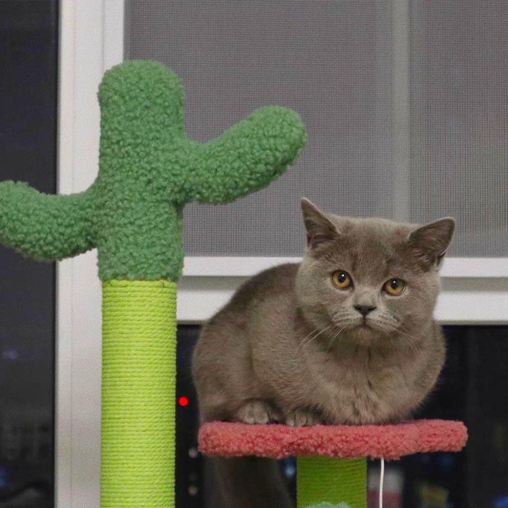 Flower Cat Tree with 2 Cactus - 50cms