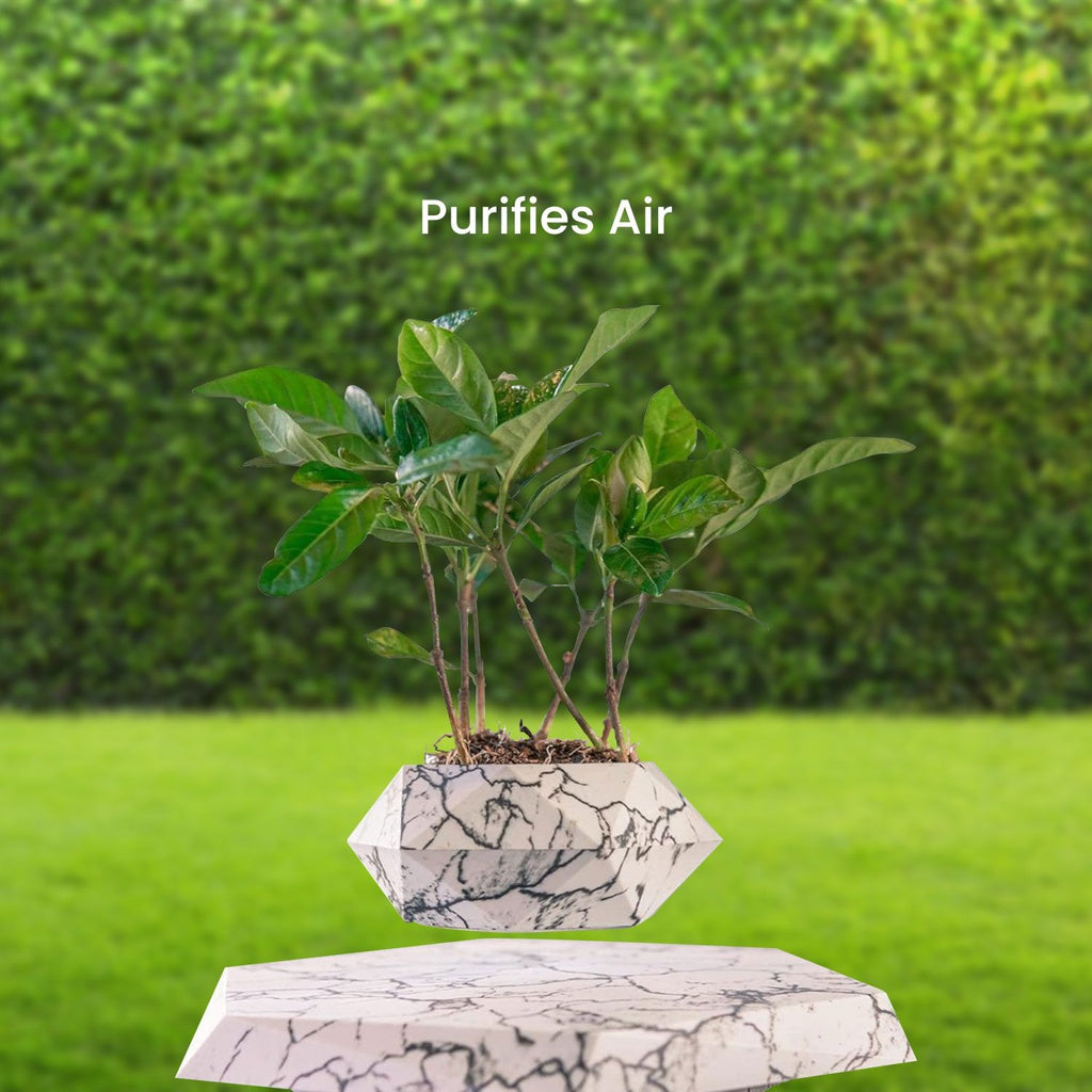 Magnetic Levitating Plant Pot Marble