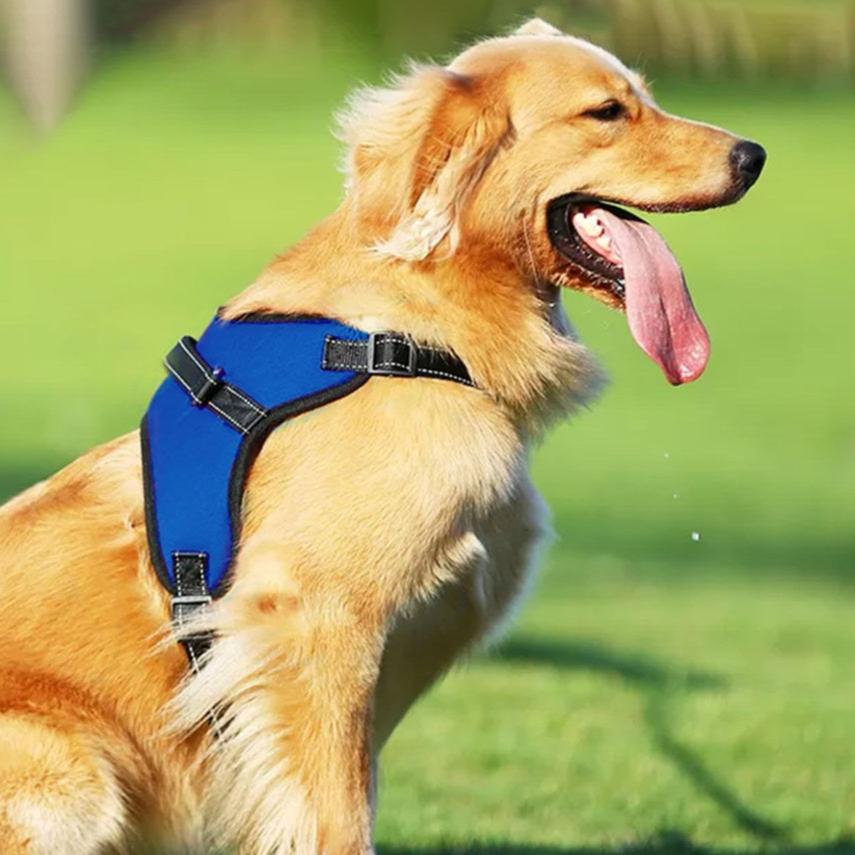 Durable Dog Harness L Size (Blue)