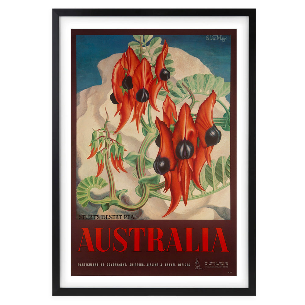 Australia Sturt's Desert Pea Large 105cm x 81cm Framed A1 Art Print