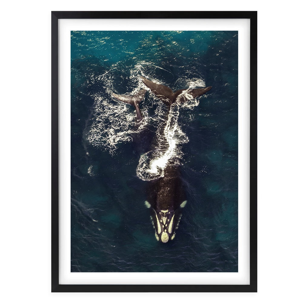 Breaking Whales Large 105cm x 81cm Framed A1 Art Print