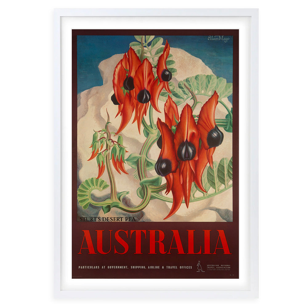 Australia Sturt's Desert Pea Large 105cm x 81cm Framed A1 Art Print