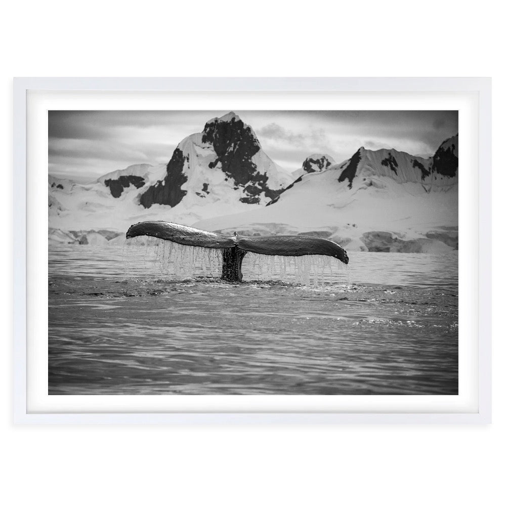 Artic Whale Large 105cm x 81cm Framed A1 Art Print