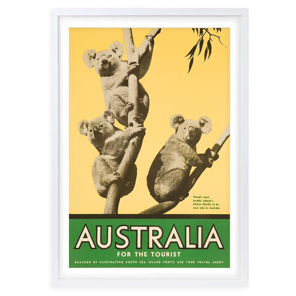 Australia Koalas Large 105cm x 81cm Framed A1 Art Print